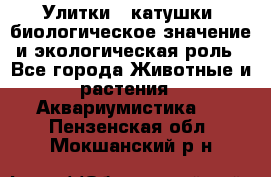 Улитки – катушки: биологическое значение и экологическая роль - Все города Животные и растения » Аквариумистика   . Пензенская обл.,Мокшанский р-н